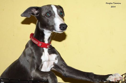 A favourite of mine because of the mad mental look..Glasgow