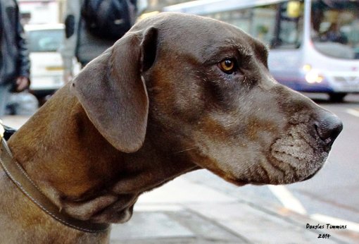 Alan the Great Dane today..Glasgow 1 hour ago (Big softie)