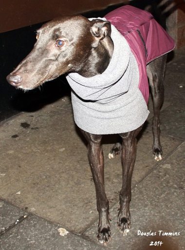 All wrapped up for the night. Dexter the Greyhound, Dexter is a rescue dog Glasgow