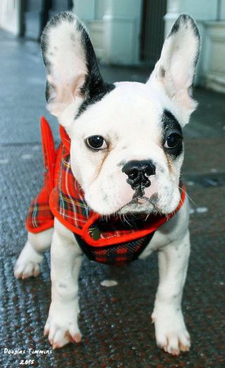 And my wee French Bulldog pal Popeye says Happy New Year ! Glasgow today