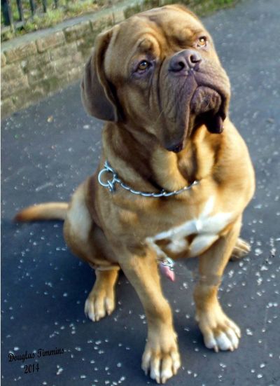 At least someone was pleased to see me yesterday. Butch, Coatbridge near Glasgow.