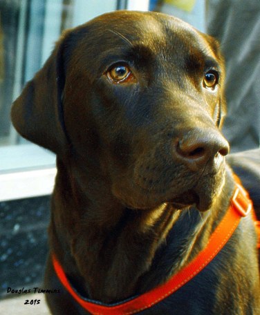Babars eyes up the four legged talent in Glasgow today
