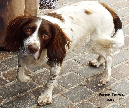 Bennie from Partick trying for a biscuit today...Glasgow