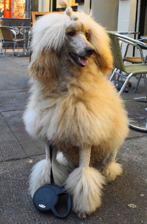 Big Aristocratic bugger with the heart of a lion. Glasgow.