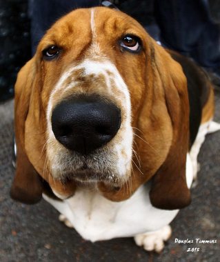 Eighteen month old Zu Zu peering through the lens today...Glasgow