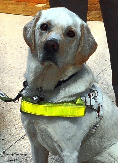 Evan, the famous Glasgow Guide dog for the blind. He's retired now, but still raising money and he's a big pet