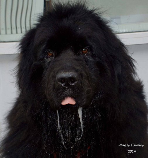 Harley the Newfoundland today is the first female to slaver at the sight of me for decades. Today Glasgow