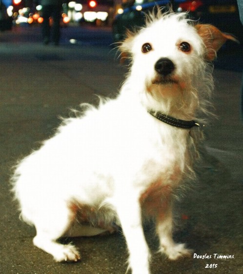 Honey waiting in the cold for Holly who's in getting Honey some grub! Today Glasgow