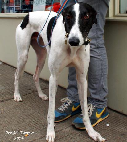 Jarvis the rescue Greyhound. Starved,battered, kicked and left to die but now enjoying urban family life in Glasgow. A big sweetie too