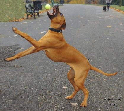 Jaws 4  Puppy Ziggi the five month old Rhodesian Ridgeback catches somebodies ball in Kelvingrove Park Glasgow.. Pal Karin made sure it wasn't mine next!