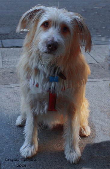 Jay the Lurcher Cross today in Glasgow today. I've lurched here many times myself.