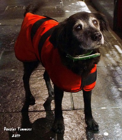 Meet Casablanca 17 years old and still romping in Glasgow..