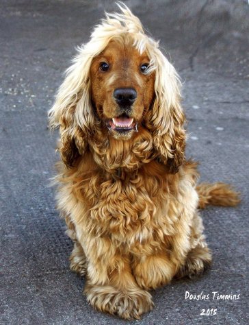 Meet Charlie who is the canine equivalent of Rod Stewart . Charlie is only 3 so he's not quite as old as Rod
