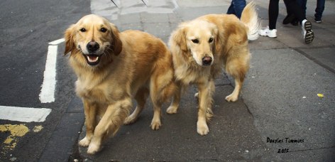 Midas and Storm get frisky after returning by car from England to Glasgow.