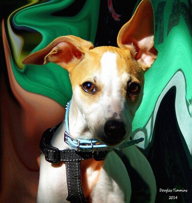 Murphy with the big ears. Yesterday Glasgow .