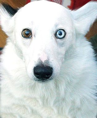 One blue eye and one brown. Glasgow Sunday