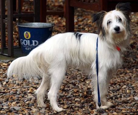 Scottie today in Glasgow..