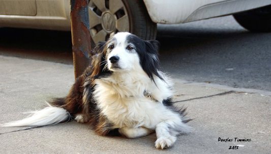 Shadow The Sheepdog keeping a vigil for her owner in Glasgow.