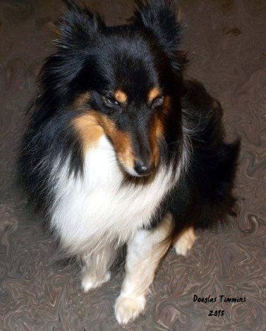 So Lassie is coy.. Glasgow