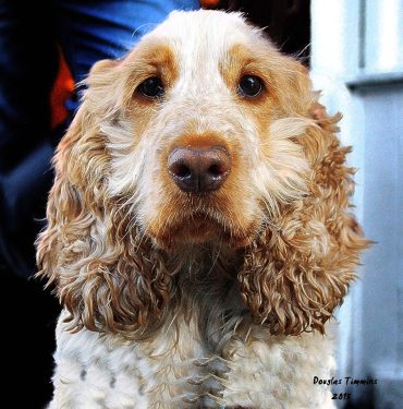Soba the Spaniel poses today in Glasgow