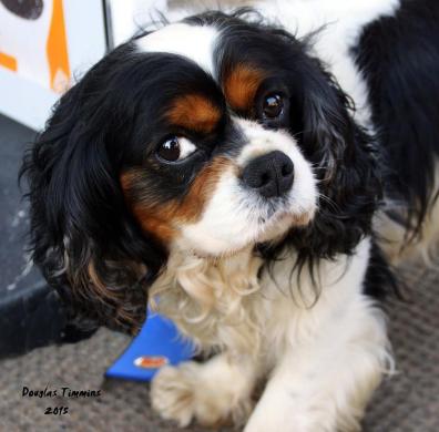 Suspicious Muttley today Glasgow