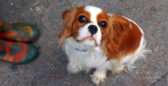 The best Halloween costume ever. Well done Nina. The Wellington boots belong to Josie ..xx Today..Glasgow West ..