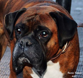 The big darling that is Buster The Boxer... Glasgow 1 hour ago.