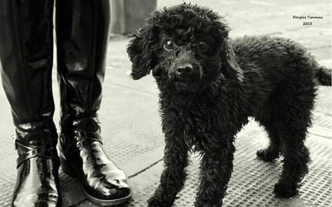 The crazy pup Charlie today in leather thigh boot heaven