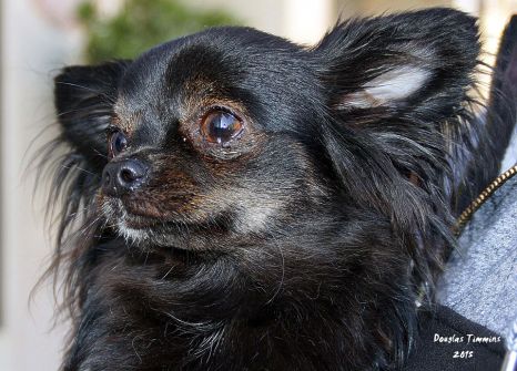 The delightful Dee Dee pining for the fjords .. Glasgow