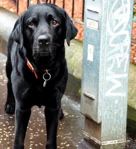 The handsome Finn waiting for a bus .. Glasgow today
