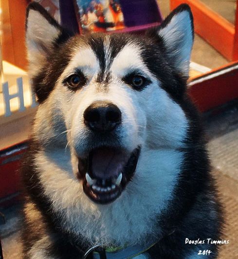 This beauty 'Magpie' a Siberian Husky loves being tickled behind the ears and is according to the owners, the laziest dog in Glasgow. Glasgow today..1 hour ago