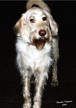 This is a wet Tiberius hanging about the Post Office today in Glasgow.