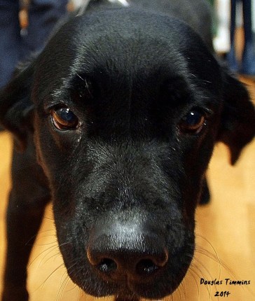 This is Fergus the Labrador looking at me looking at him. Today Glasgow