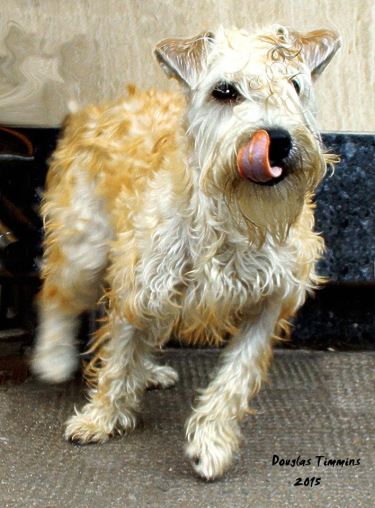 This is Harry (named after Dirty Harry) who wants to jump me. Glasgow yesterday
