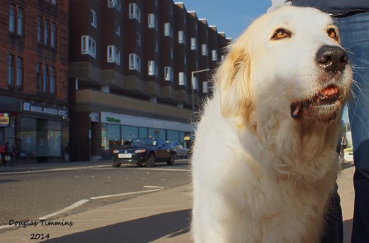 This is Murphy the noble 13 year old Pyrenean Mountain Dog..Glasgow an hour ago!