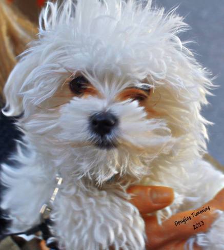 Tiddles in Glasgow today at 12 weeks. Her hobbies are basketball, collecting stamps and shitting the carpet!