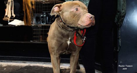 Two year old Butch today... Glasgow