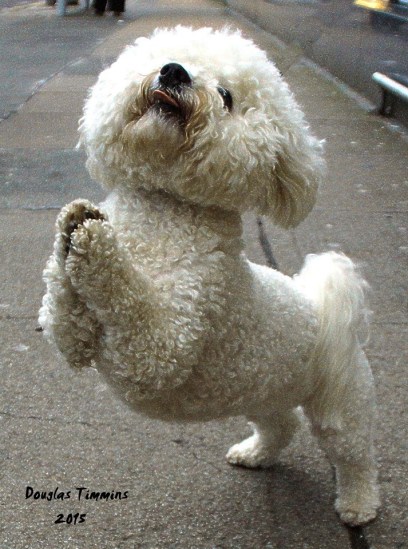 Very religious dog Pom Pom . Glasgow half an hour ago.