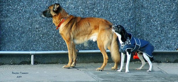 We want our dinner ! Glasgow today ..