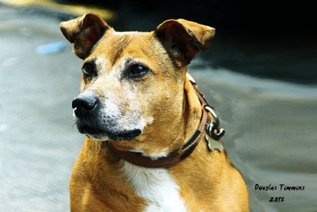 When old Ruby arrived at the shelter she was beaten and starved. She was rescued by nice folk, now look at her..! Happy puppy of 12 ..Glasgow today