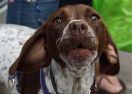 Winnie howling at me Glasgow today. Cross between a Lurcher and a Springer Spaniel.